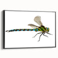 Framed wall art featuring a dragonfly design on a textured black canvas, showcasing intricate details and vibrant colors, perfect for nature-themed decor.