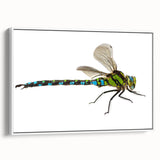 Framed canvas wall art featuring a detailed dragonfly design in vibrant colors, showcased against a white background, ideal for nature-themed decor.