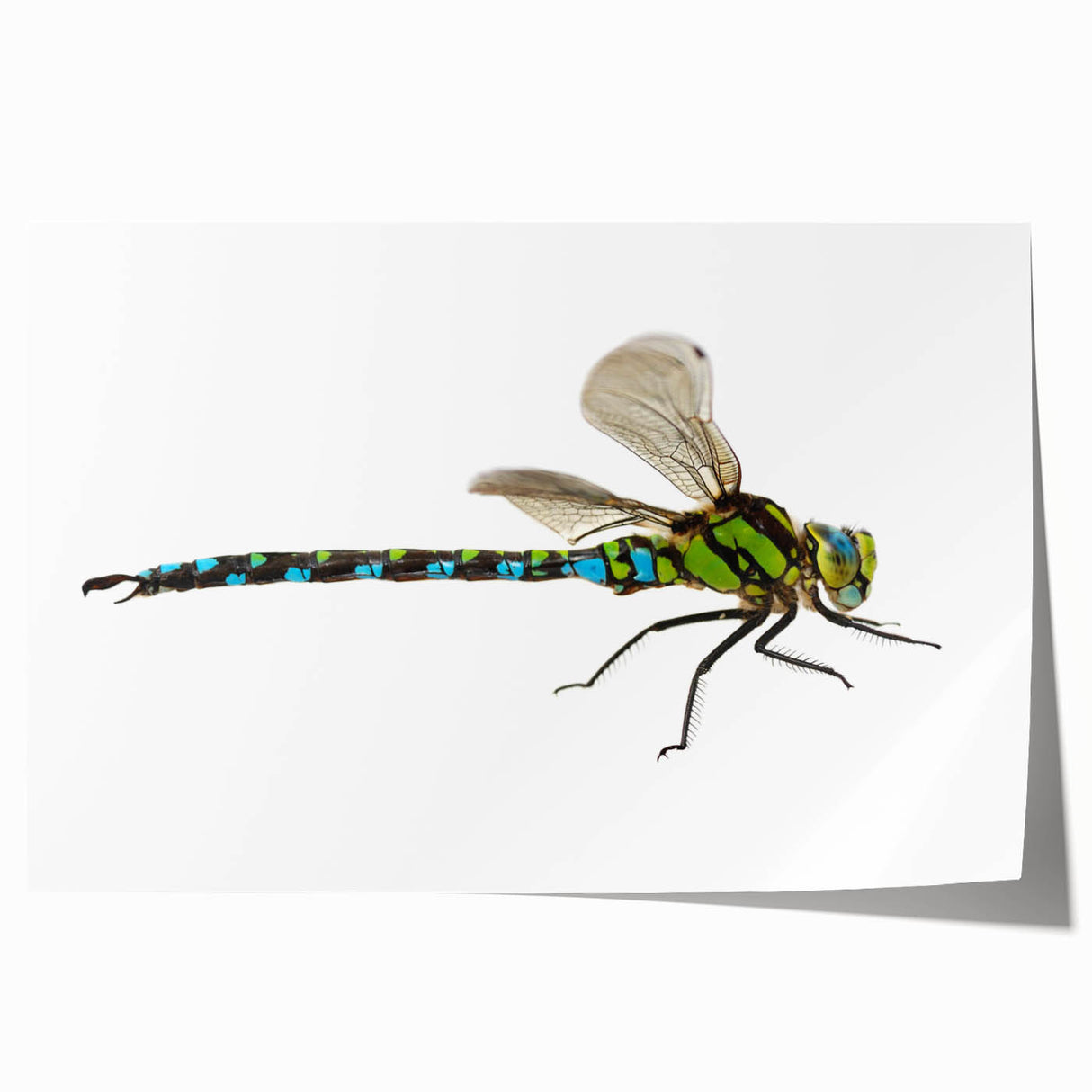 Vibrant dragonfly wall art design showcasing intricate details and rich colors on a rolled print, perfect for enhancing home decor with a nature-inspired theme.