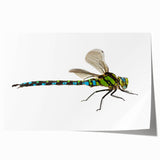 Vibrant dragonfly wall art design showcasing intricate details and rich colors on a rolled print, perfect for enhancing home decor with a nature-inspired theme.