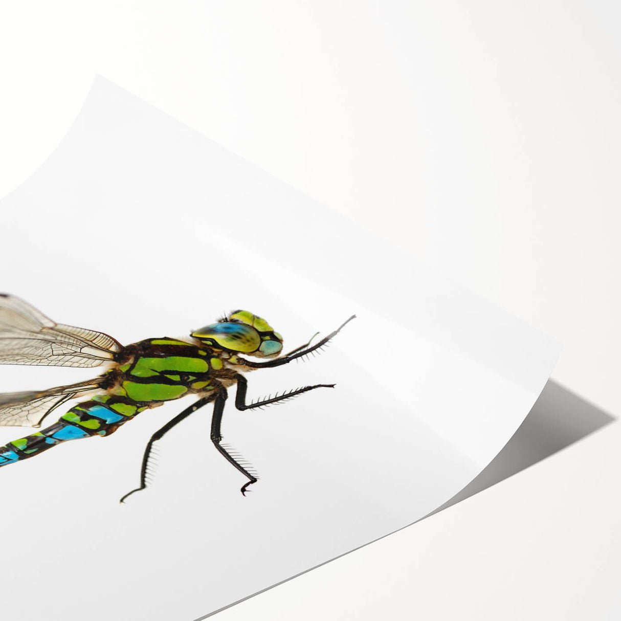 Vibrant dragonfly wall art print showcasing intricate insect and arachnid designs in a colorful palette, ideal for home decor or nature enthusiasts.