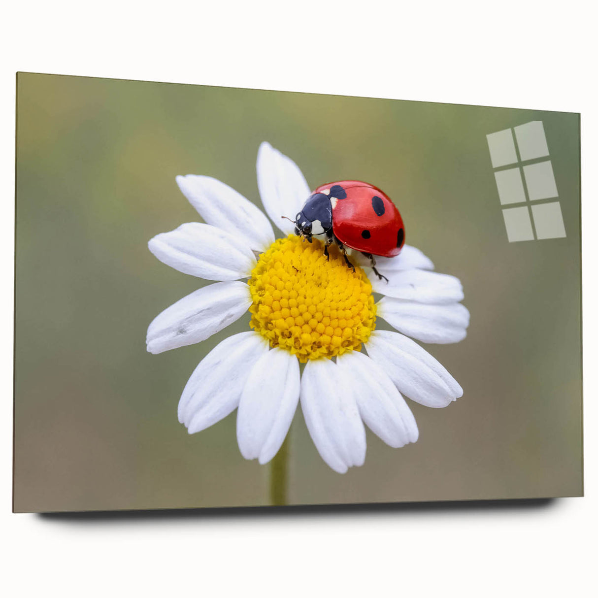 Close-up of a vibrant acrylic glass wall art piece featuring a detailed ladybug design, showcasing vivid colors and intricate patterns perfect for insect lovers.