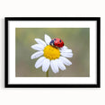 Framed wall art featuring a vibrant ladybug design against a black background, perfect for insect lovers and modern decor enthusiasts. The mat adds elegance to the piece.