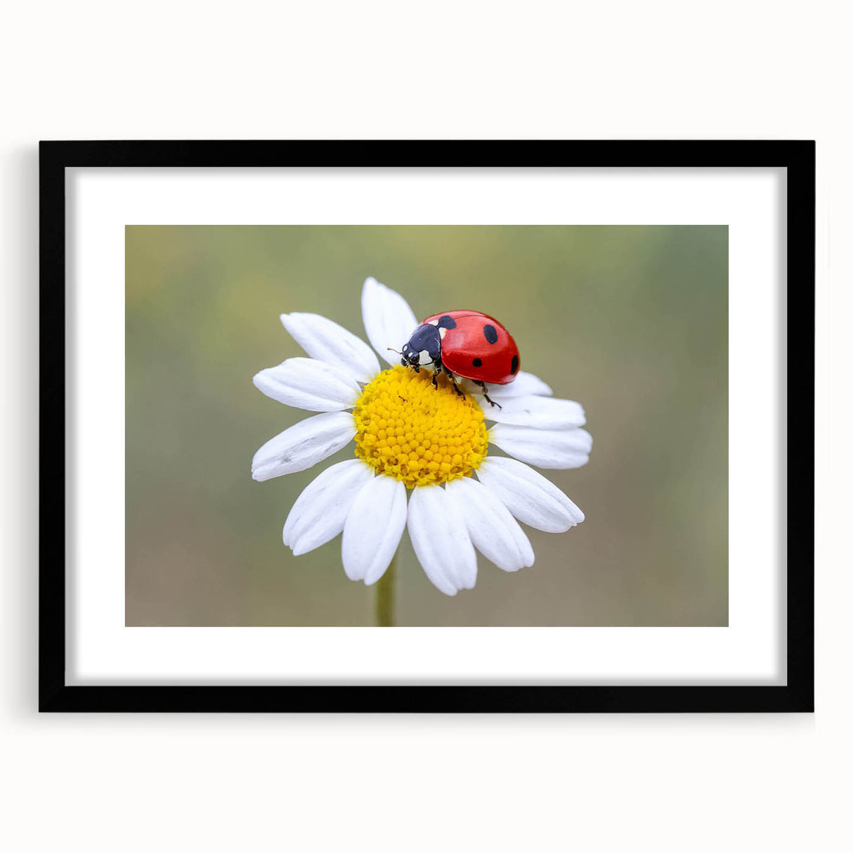 Framed wall art featuring a vibrant ladybug design against a black background, perfect for insect lovers and modern decor enthusiasts. The mat adds elegance to the piece.