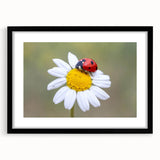 Framed wall art featuring a vibrant ladybug design against a black background, perfect for insect lovers and modern decor enthusiasts. The mat adds elegance to the piece.