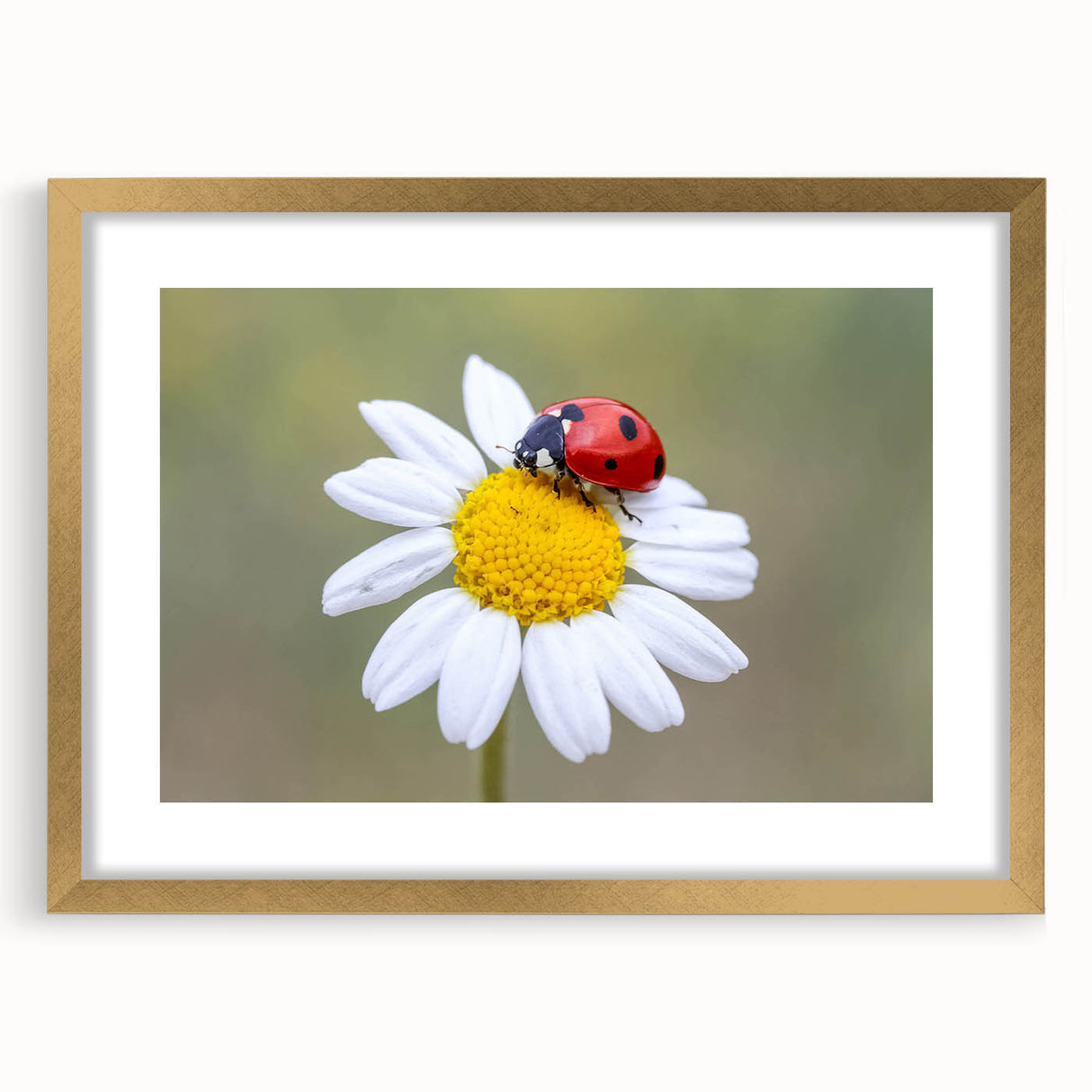 Framed wall art featuring a vibrant ladybug design, set in a gold frame with a mat. Perfect for adding a touch of nature-inspired elegance to home decor.