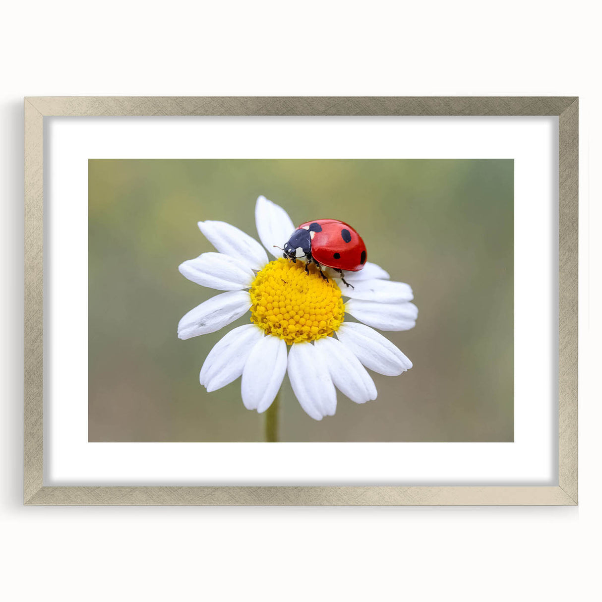 Framed wall art featuring a vibrant ladybug design, set in a sleek silver frame with a mat, perfect for enhancing modern home decor while celebrating nature.
