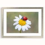 Framed wall art featuring a vibrant ladybug design, set in a sleek silver frame with a mat, perfect for enhancing modern home decor while celebrating nature.