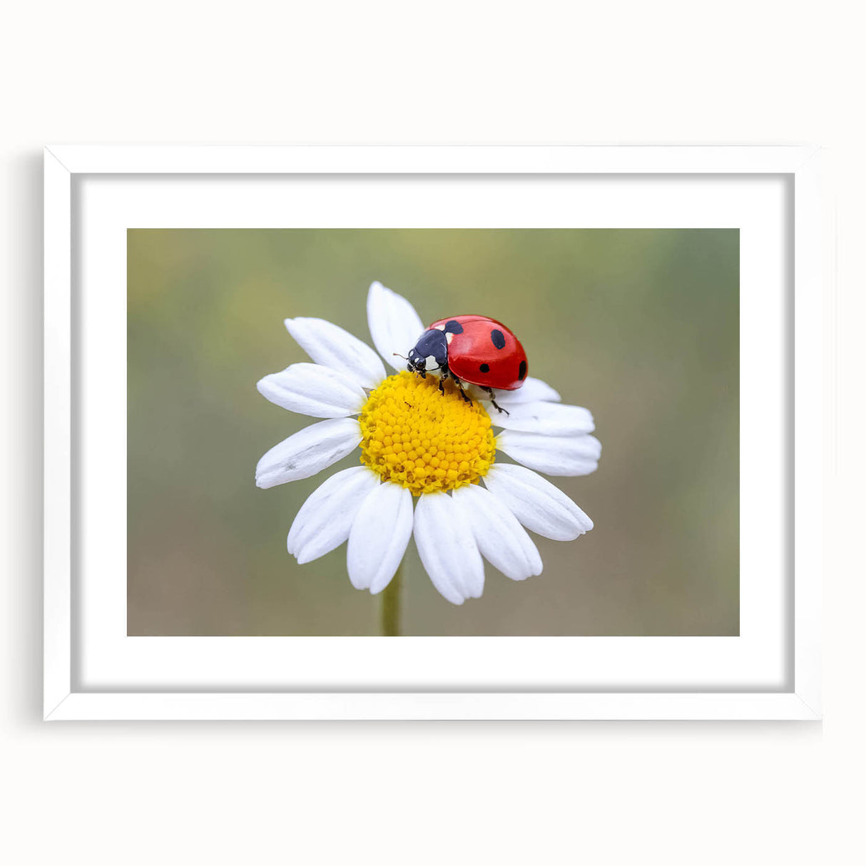 Framed wall art featuring a vibrant ladybug design, showcasing intricate details and bright colors on a white mat, perfect for insect lovers and home decor enthusiasts.