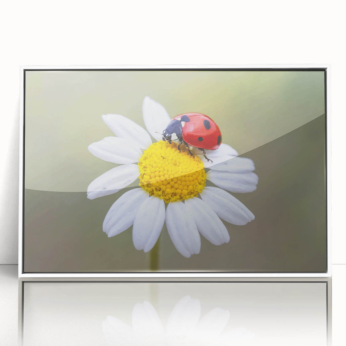 Framed wall art featuring a vibrant ladybug design on a white background, showcasing intricate details and bright colors, perfect for insect-themed decor.