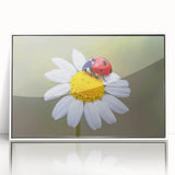 Framed wall art featuring a vibrant ladybug design on a white background, showcasing intricate details and bright colors, perfect for insect-themed decor.