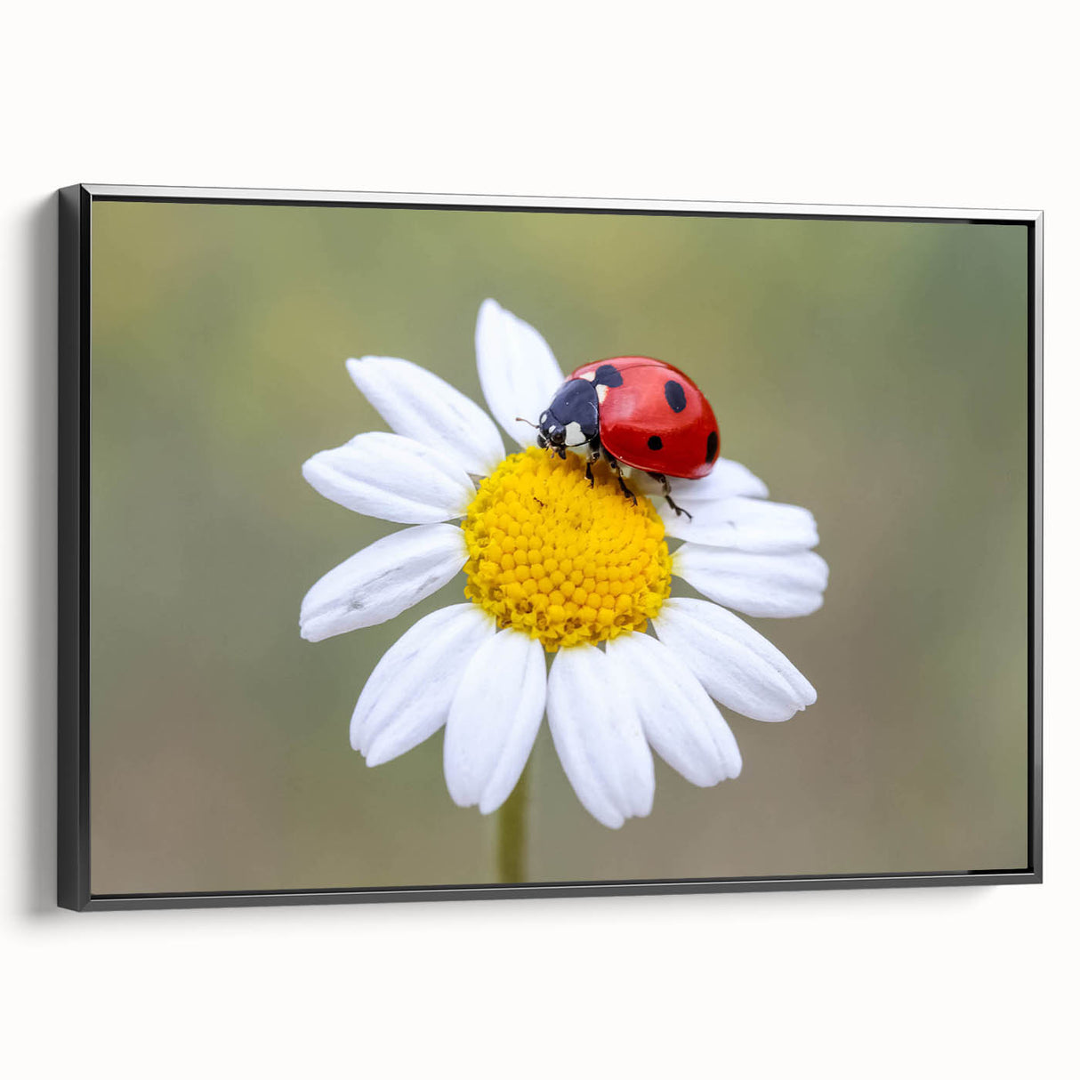 Framed wall art showcasing a detailed ladybug design on canvas, featuring vibrant colors and a sleek black frame, perfect for nature-themed decor.