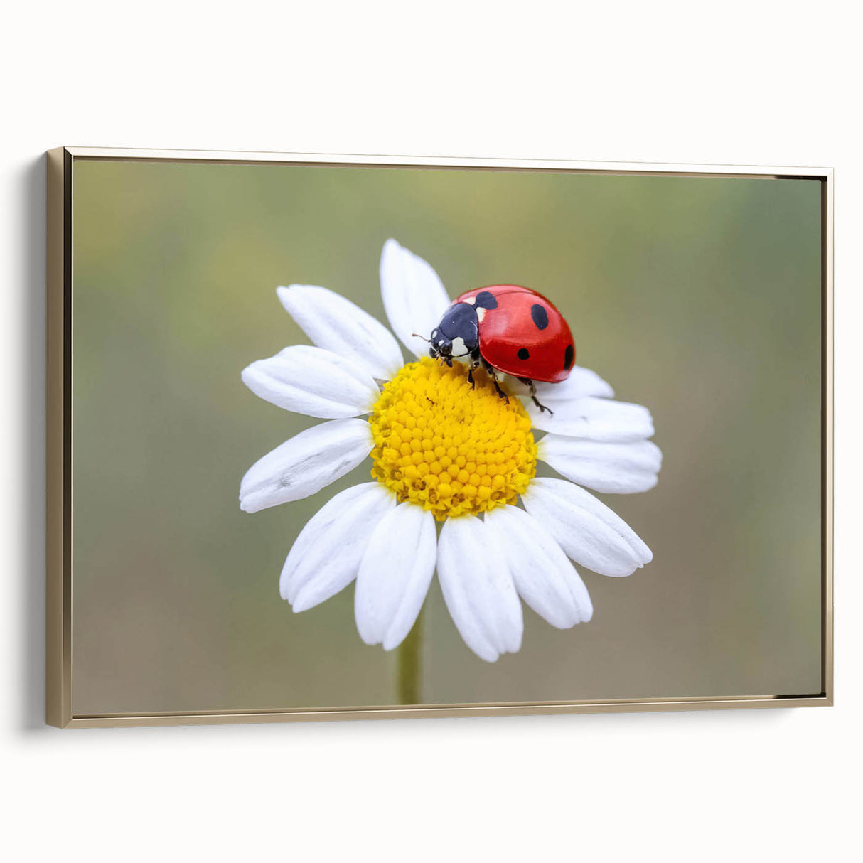 Framed wall art featuring a colorful ladybug design on canvas, set against a gold background, showcasing intricate details and vibrant colors ideal for insect lovers.