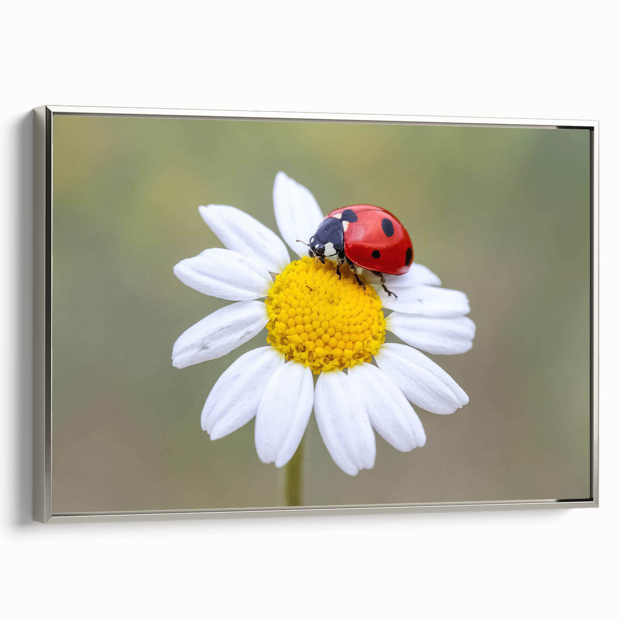 Framed canvas wall art showcasing a vibrant ladybug design, set against a silver frame, perfect for adding a touch of nature-inspired decor to any space.
