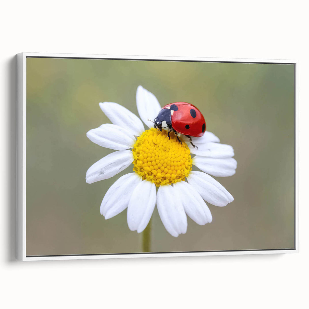 Framed canvas wall art featuring a vibrant ladybug design, showcasing intricate details and a white background, perfect for nature-inspired decor in any room.