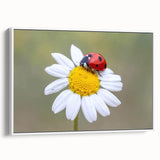 Framed canvas wall art featuring a vibrant ladybug design, showcasing intricate details and a white background, perfect for nature-inspired decor in any room.