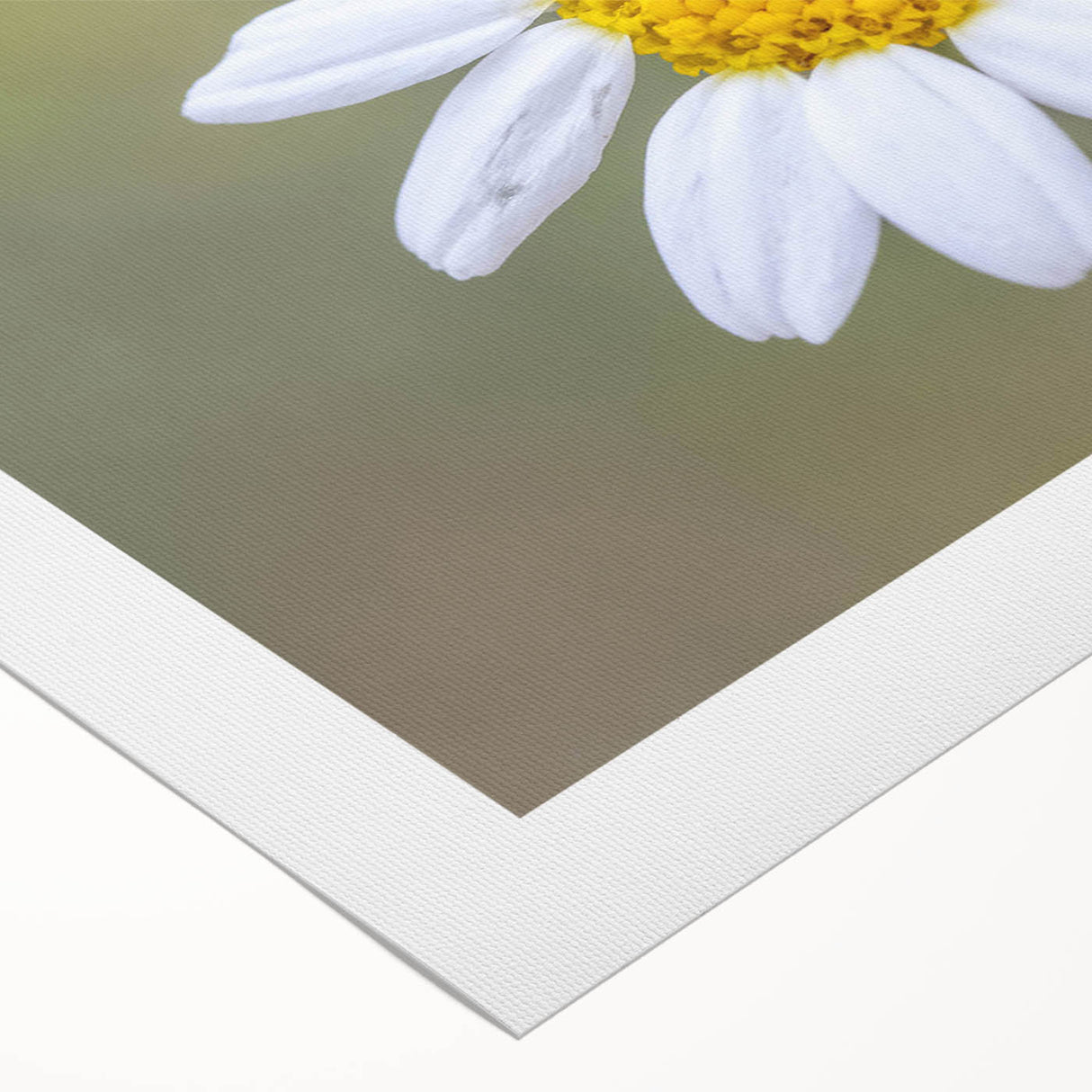 Vibrant rolled canvas print showcasing a detailed ladybug design from the insect and arachnid collection, perfect for colorful home decor.