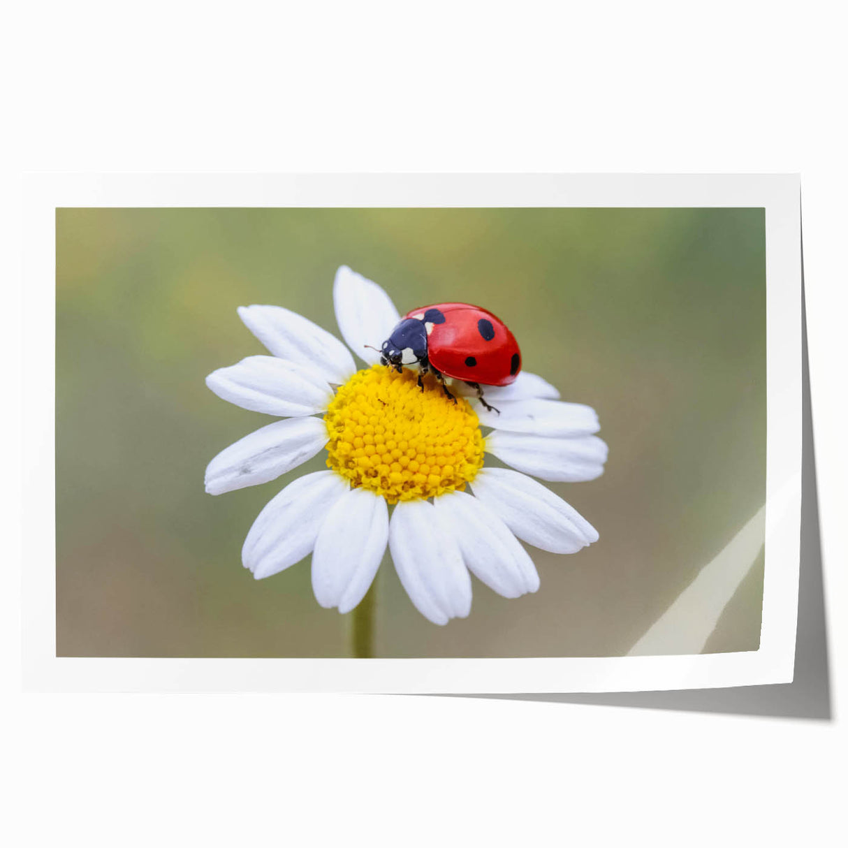 Rolled print featuring a vibrant ladybug design, showcasing intricate details and vivid colors, perfect for enhancing home decor or educational spaces.