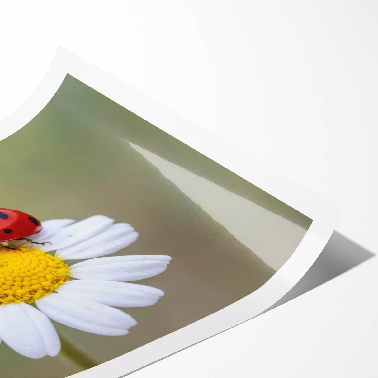 Vibrant rolled print of a ladybug design, featuring intricate details and bright colors, perfect for insect-themed decor or educational displays.