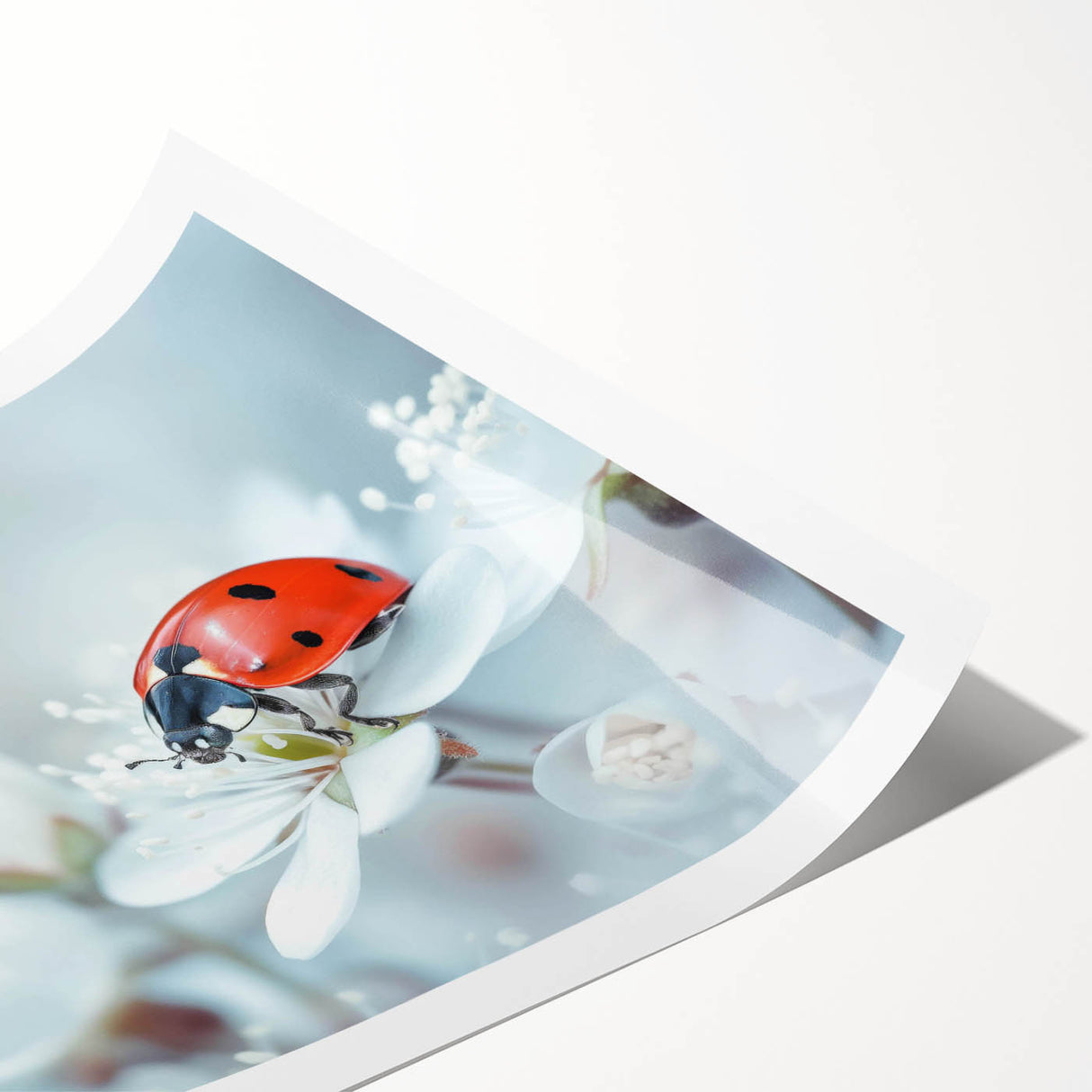 Vibrant rolled print of a ladybug design, showcasing intricate details and bold colors, perfect for nature-themed decor. Ideal for adding a playful touch to any room.