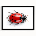 Framed wall art collection featuring a vibrant ladybug design on a black mat, ideal for insect enthusiasts and nature-inspired decor in modern interiors.