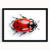 Framed wall art collection featuring a vibrant ladybug design on a black mat, ideal for insect enthusiasts and nature-inspired decor in modern interiors.