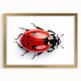 Elegant wall art featuring a ladybug design, framed with a gold mat, perfect for nature-themed decor. Ideal for enhancing living spaces with a touch of whimsy.