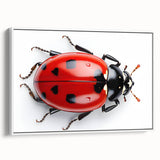 Framed canvas wall art showcasing a vibrant ladybug design against a white background, perfect for insect-themed decor. Ideal for nature lovers and children's rooms.