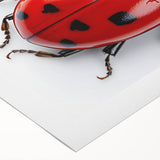 Vibrant rolled canvas wall art featuring a detailed design of ladybugs, perfect for nature enthusiasts. The colorful illustration showcases intricate details and textures, ideal for home decor or educational purposes.