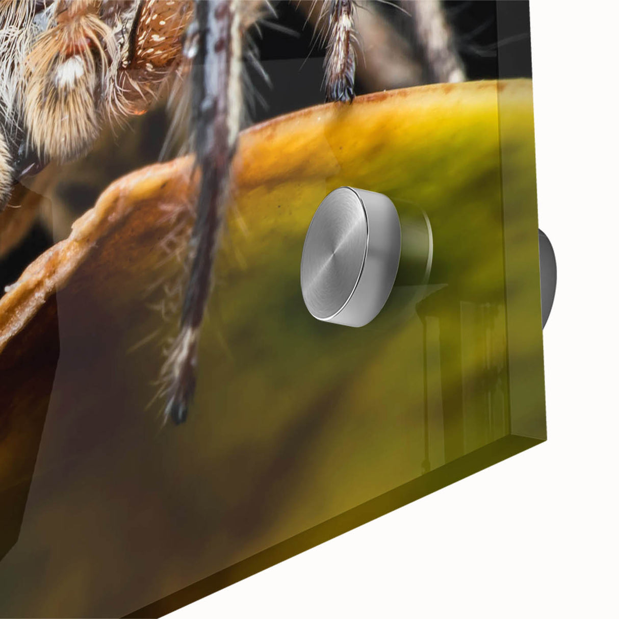 Close-up of a striking insect and arachnid wall art design featuring a detailed spider illustration, printed on acrylic glass with vibrant colors, perfect for nature enthusiasts and contemporary decor.