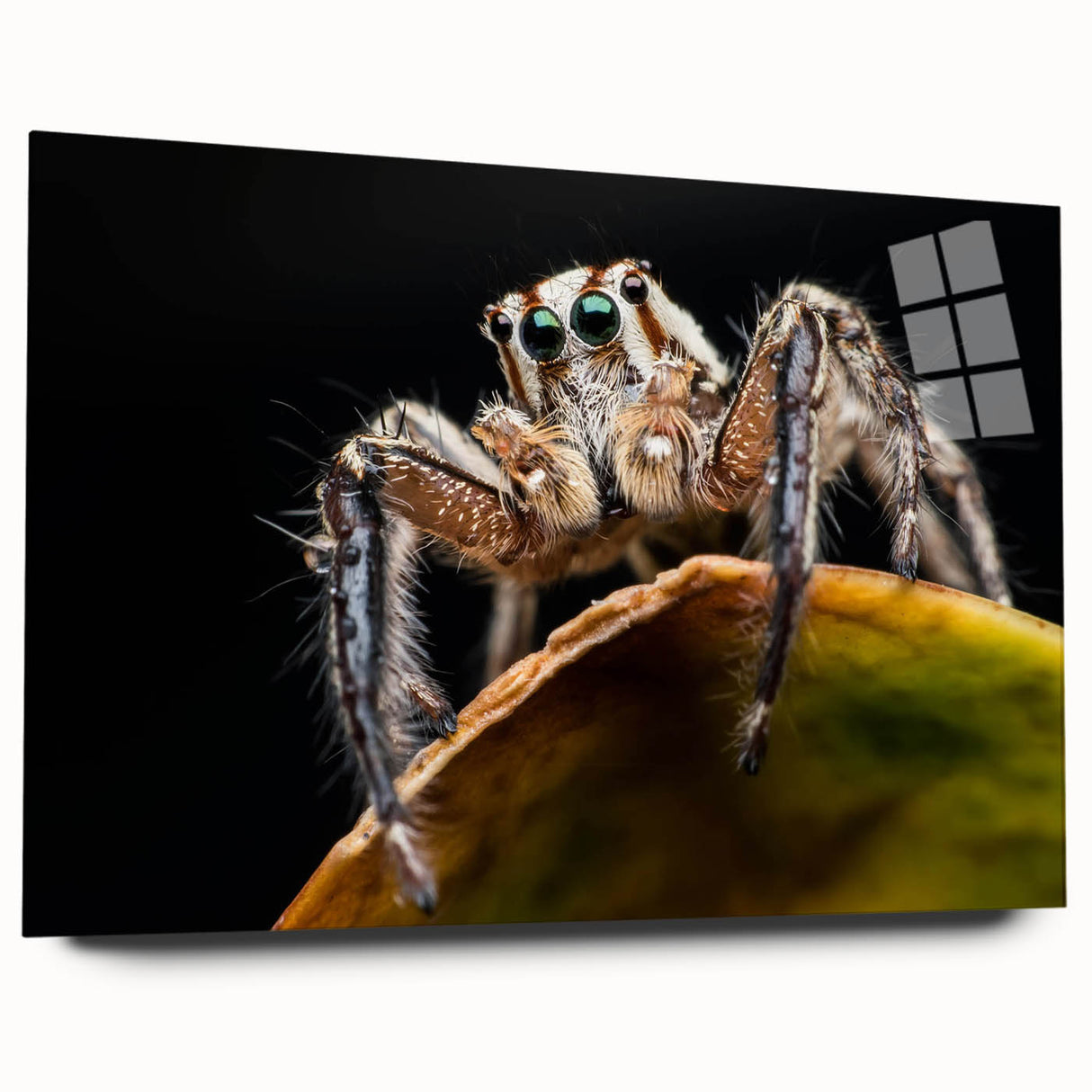 Acrylic wall art showcasing a detailed spider design, featuring intricate lines and vibrant colors on a clear background, ideal for insect enthusiasts and modern decor.