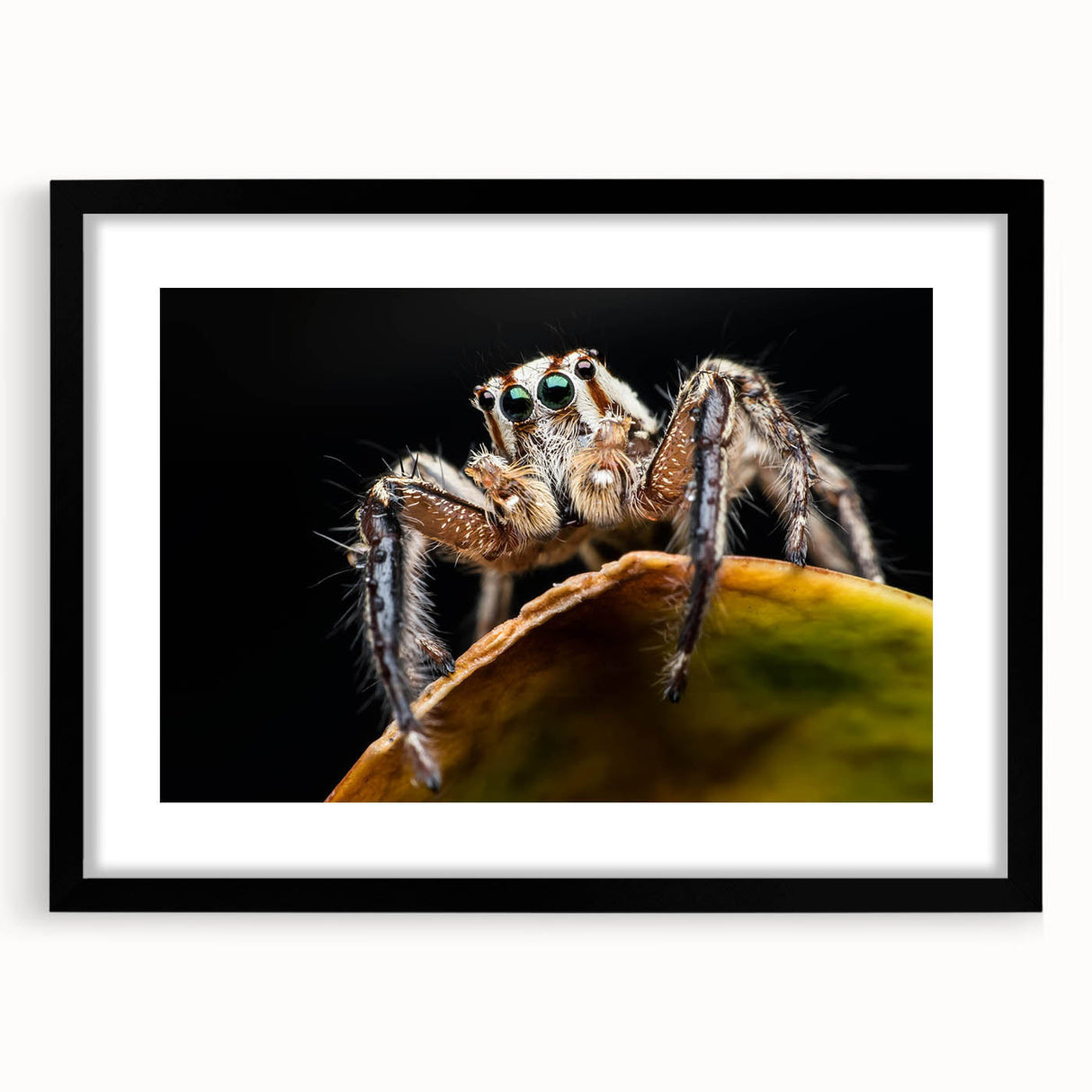 Black-framed wall art showcasing intricate insect and arachnid spider designs, perfect for nature enthusiasts and modern decor. Ideal for enhancing home aesthetics.