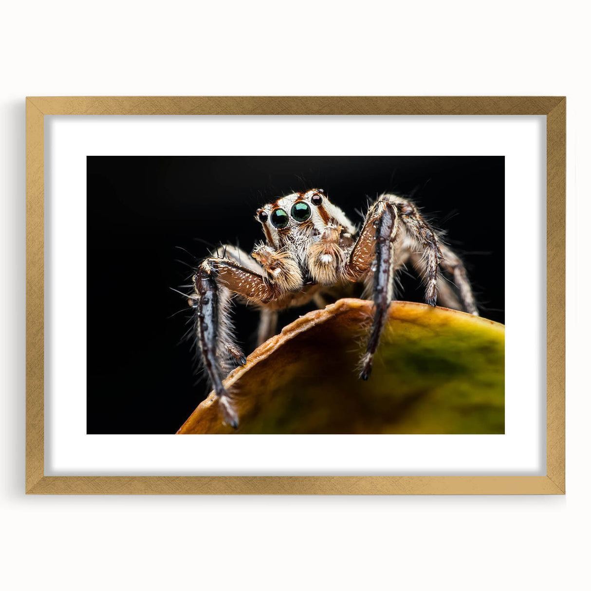 Framed wall art showcasing an intricate insect and arachnid spider design in gold, elegantly matted for a sophisticated touch, perfect for nature-themed decor.