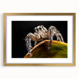 Framed wall art showcasing an intricate insect and arachnid spider design in gold, elegantly matted for a sophisticated touch, perfect for nature-themed decor.