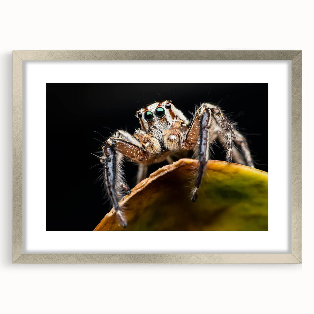 Framed wall art featuring a detailed design of insects and arachnids, including a spider, set in a silver frame with a mat, ideal for nature enthusiasts.