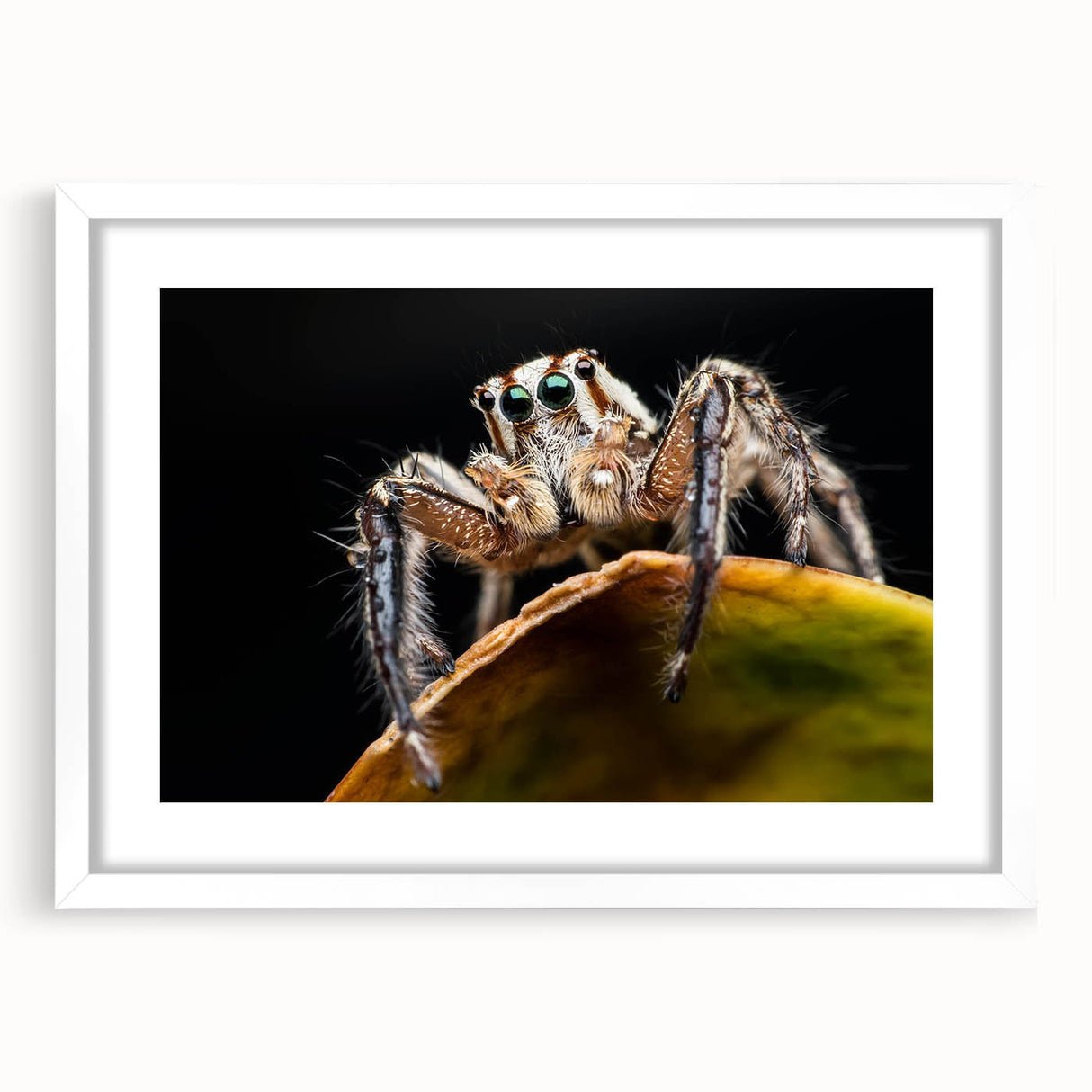 Intricately designed wall art featuring a detailed insect and arachnid spider illustration, framed with a white mat, perfect for adding a unique touch to home decor.