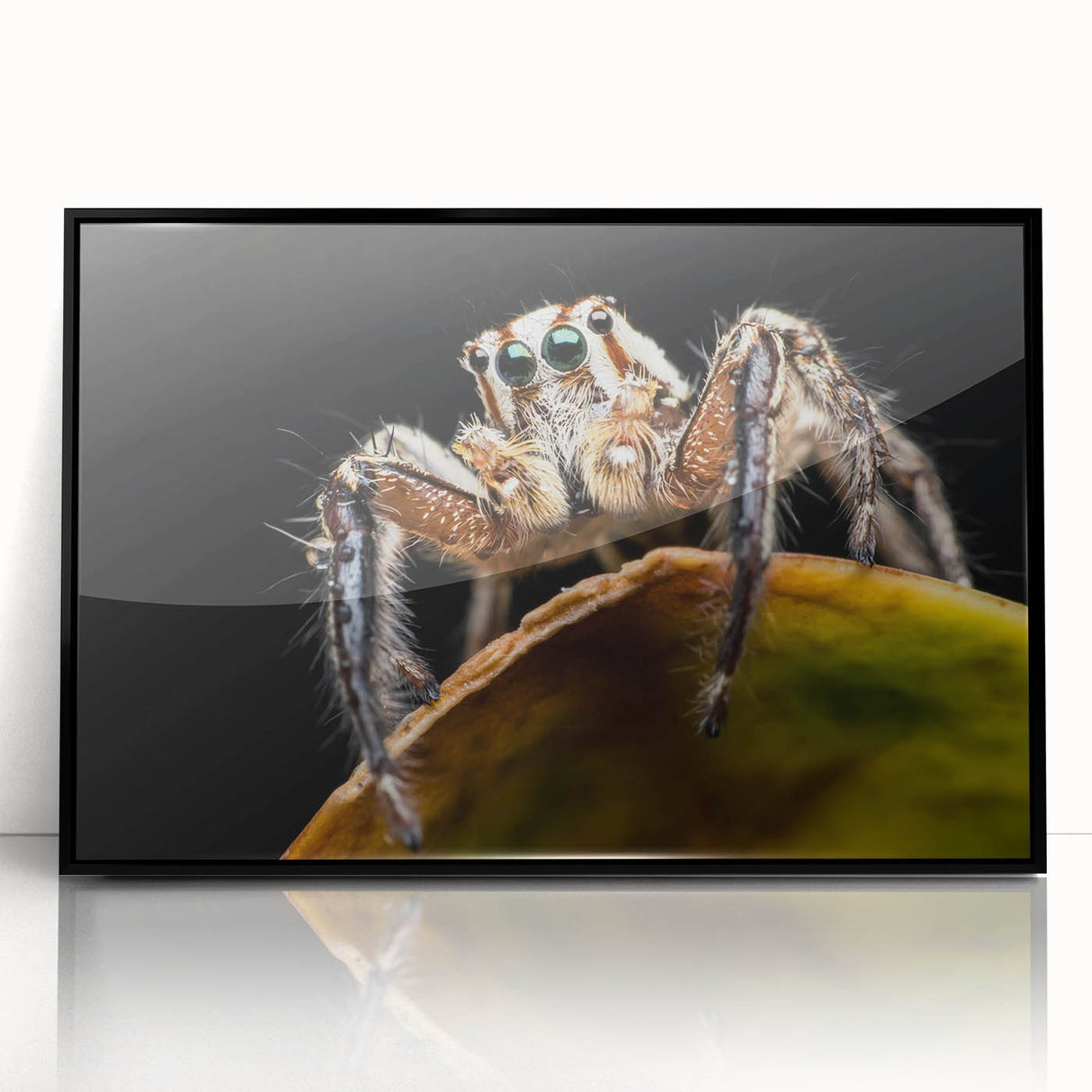 Framed wall art featuring a detailed insect and arachnid spider design with a black frame, showcasing intricate illustrations and vibrant colors, perfect for nature lovers and home decor enthusiasts.