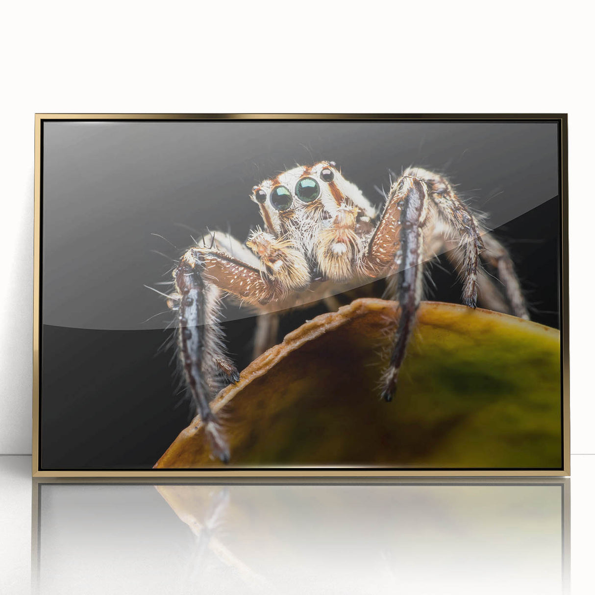 Framed wall art depicting a detailed insect and arachnid spider design, featuring a gold-acrylic frame that enhances its intricate features, ideal for nature lovers.