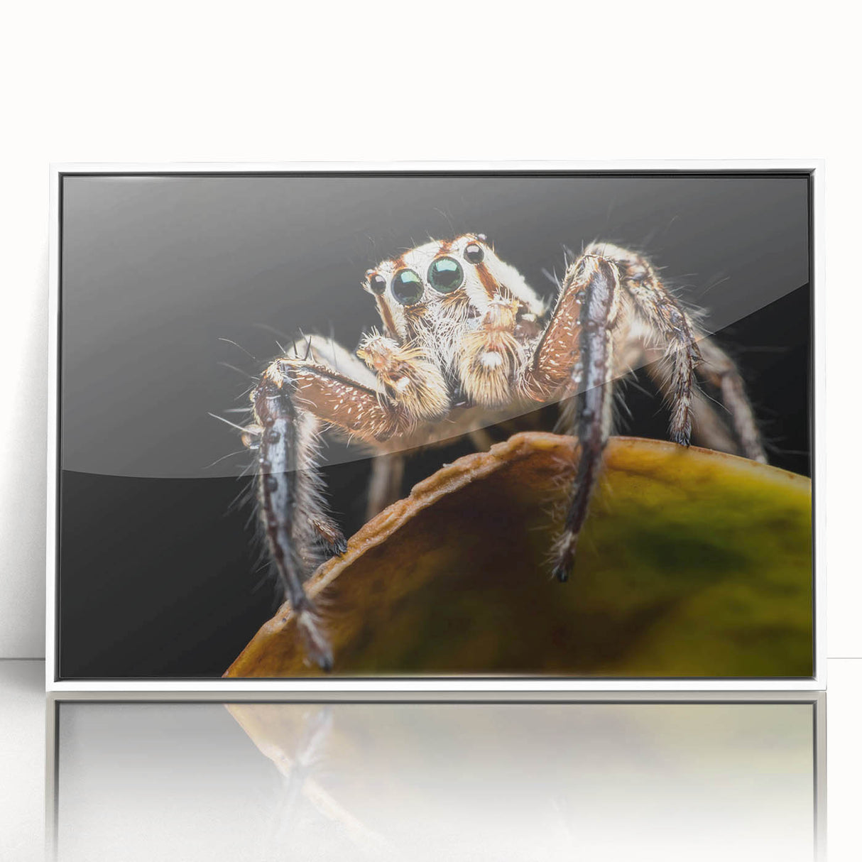 Framed wall art showcasing a detailed insect and arachnid spider design, featuring vibrant colors and a sleek white frame, perfect for nature enthusiasts.