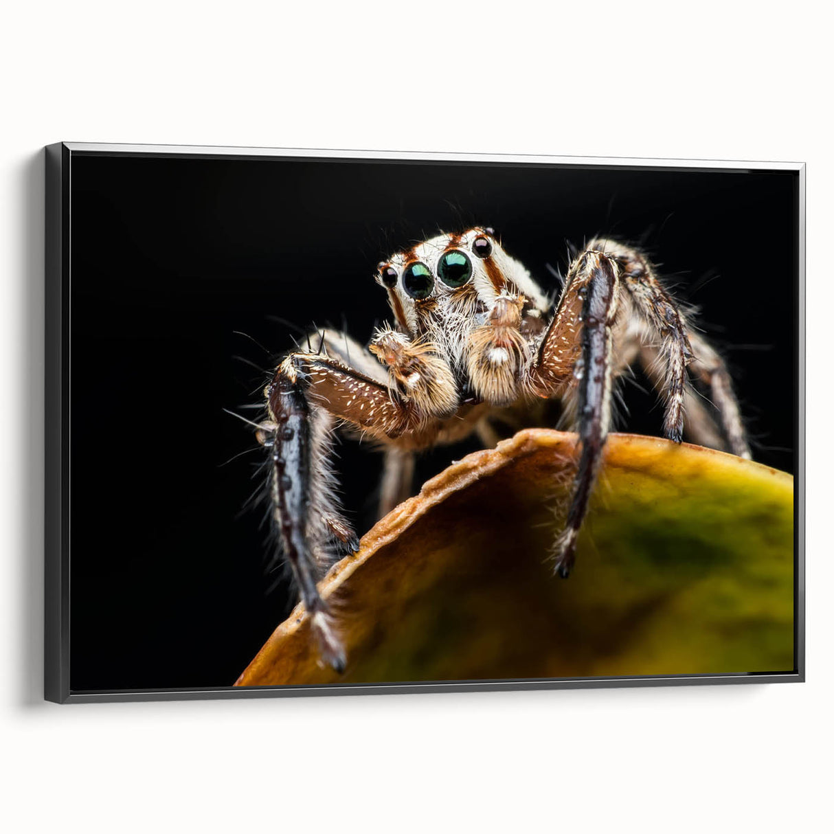 Framed black canvas featuring a detailed insect and arachnid spider design, showcasing intricate patterns and textures, ideal for nature-themed home decor.