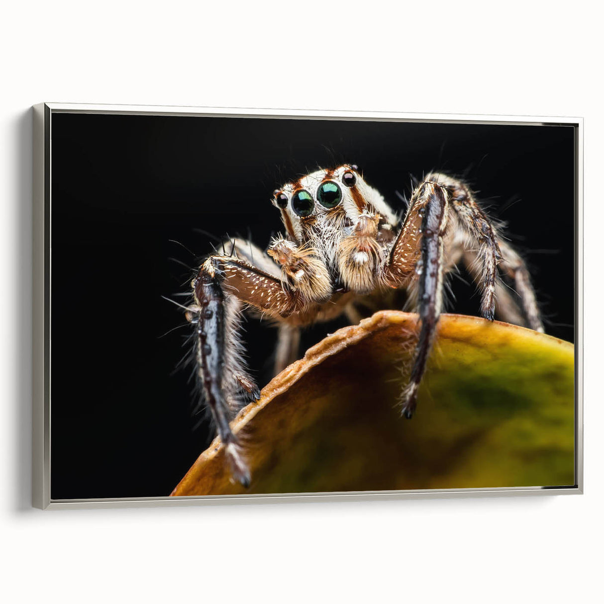 Framed canvas wall art showcasing a detailed insect and arachnid spider design, set in a sleek silver frame, ideal for nature enthusiasts and modern decor.