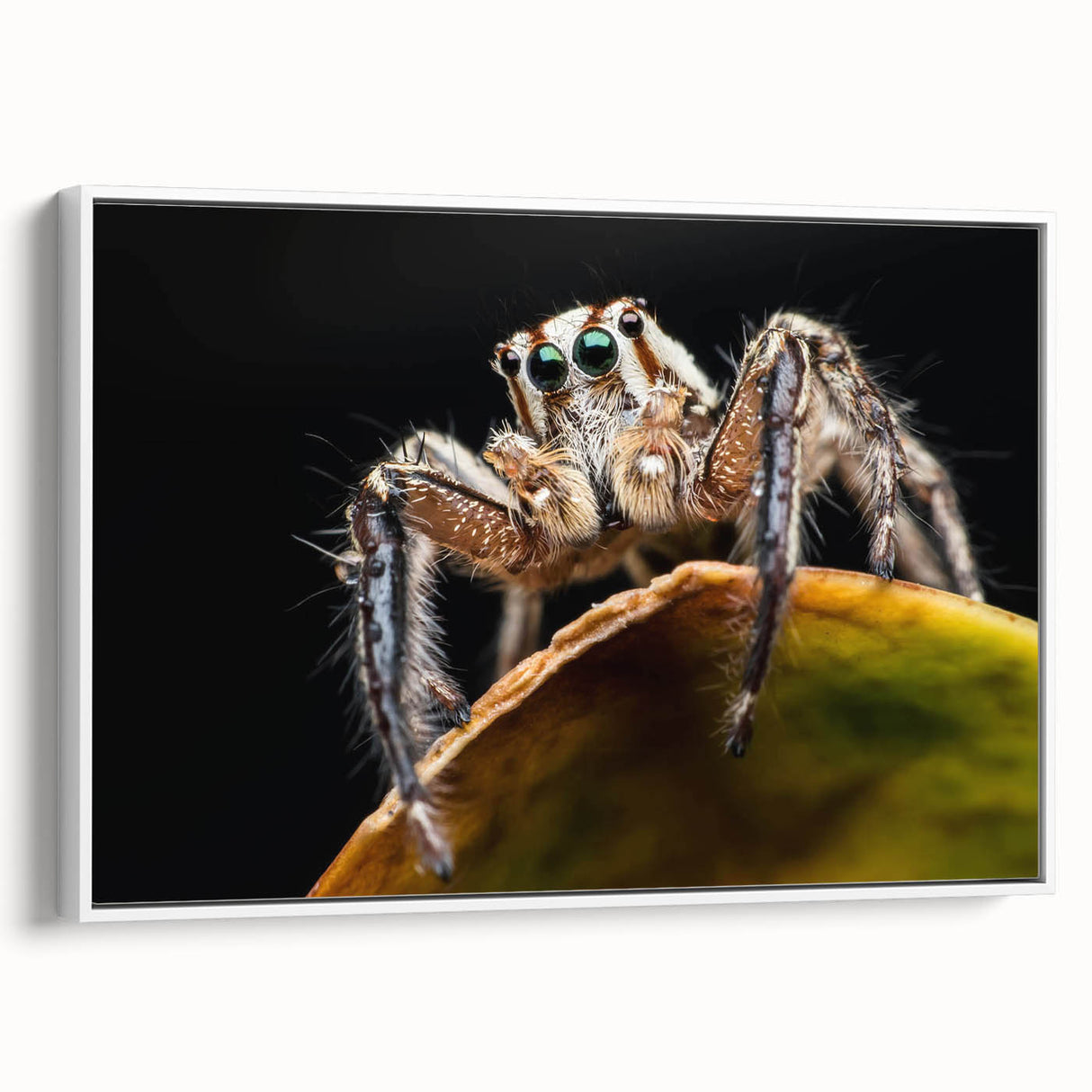 Framed wall art showcasing intricate insect and arachnid spider designs on a white canvas, perfect for nature enthusiasts and modern decor. The side view highlights the artwork's vibrant colors and detailed illustrations, enhancing any interior space.