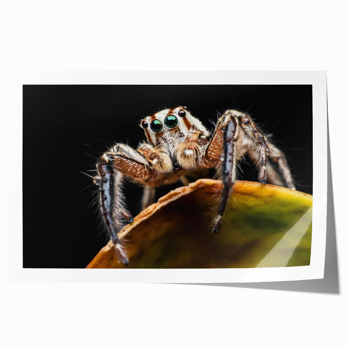 Colorful wall art print showcasing a detailed insect and arachnid spider design, perfect for nature enthusiasts and collectors, rolled for easy display or framing.
