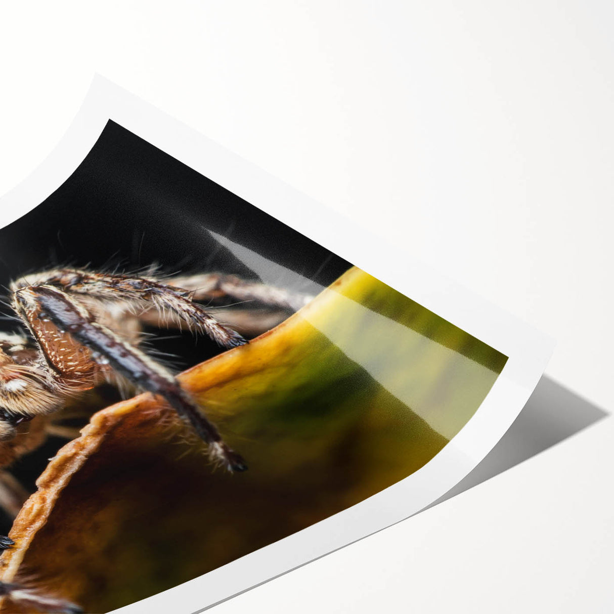 Intricate wall art print featuring a detailed insect and arachnid design, showcasing various spider species against a vibrant backdrop, ideal for nature enthusiasts and decor lovers.