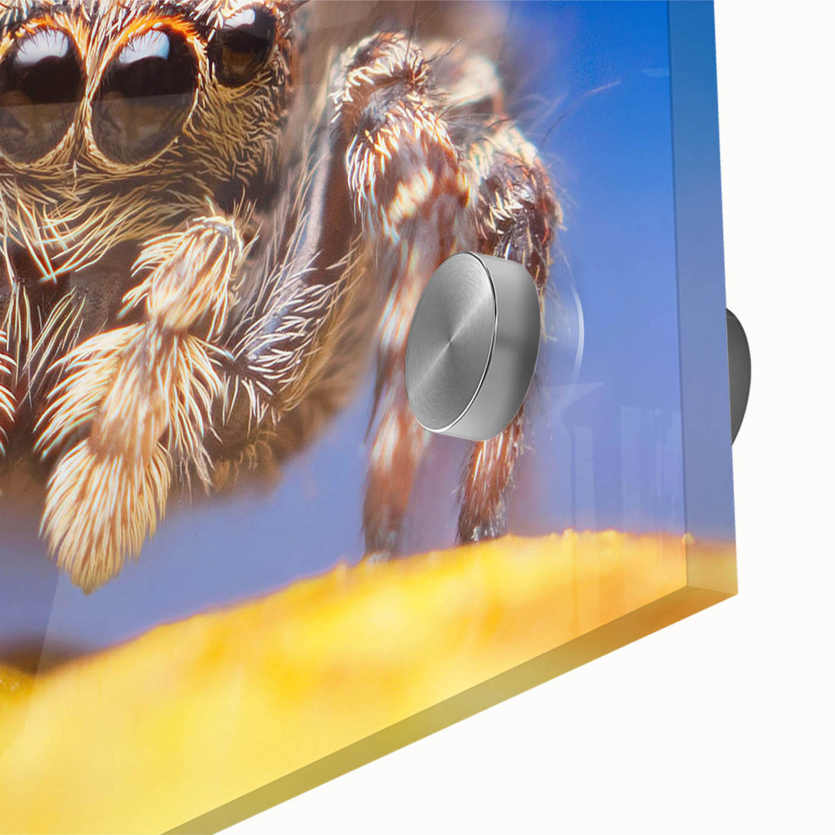 Close-up of a vibrant acrylic glass wall art piece showcasing a detailed insect and arachnid spider design, perfect for nature enthusiasts and modern decor.