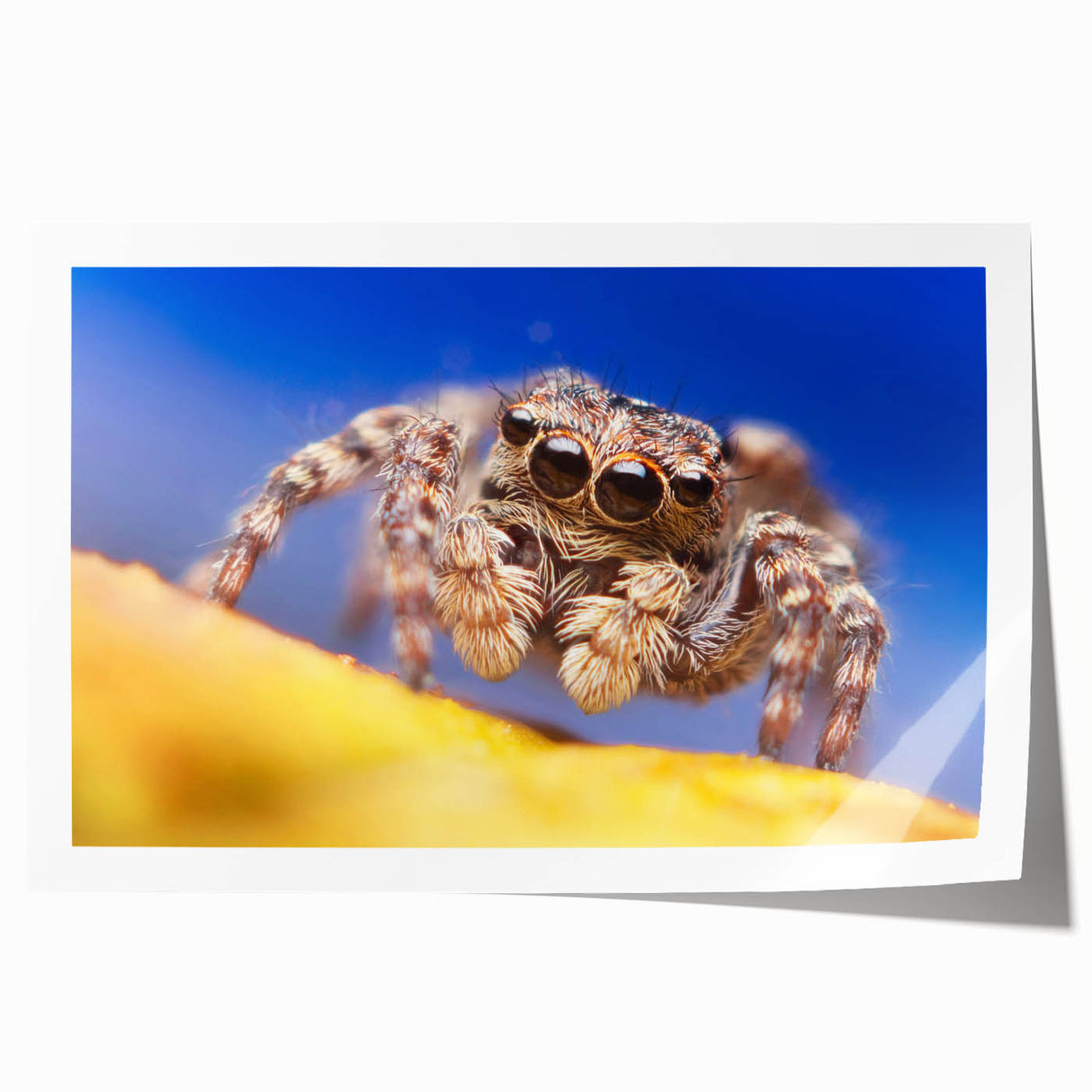 Intricate illustration of various insects and arachnids in a unique wall art design, showcasing vibrant colors and detailed textures, ideal for nature enthusiasts.