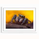 Framed wall art featuring a detailed insect and arachnid spider design, showcasing intricate patterns and vibrant colors, perfect for nature enthusiasts and home décor.