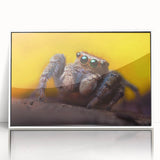 Framed wall art showcasing a detailed insect and arachnid spider design, featuring a white frame and acrylic front, perfect for nature enthusiasts and modern decor.