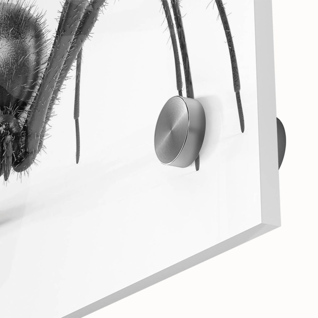 Close-up of a stunning insect and arachnid-themed wall art design featuring a detailed spider illustration, printed on acrylic glass for vibrant color and clarity, ideal for nature enthusiasts and modern decor.