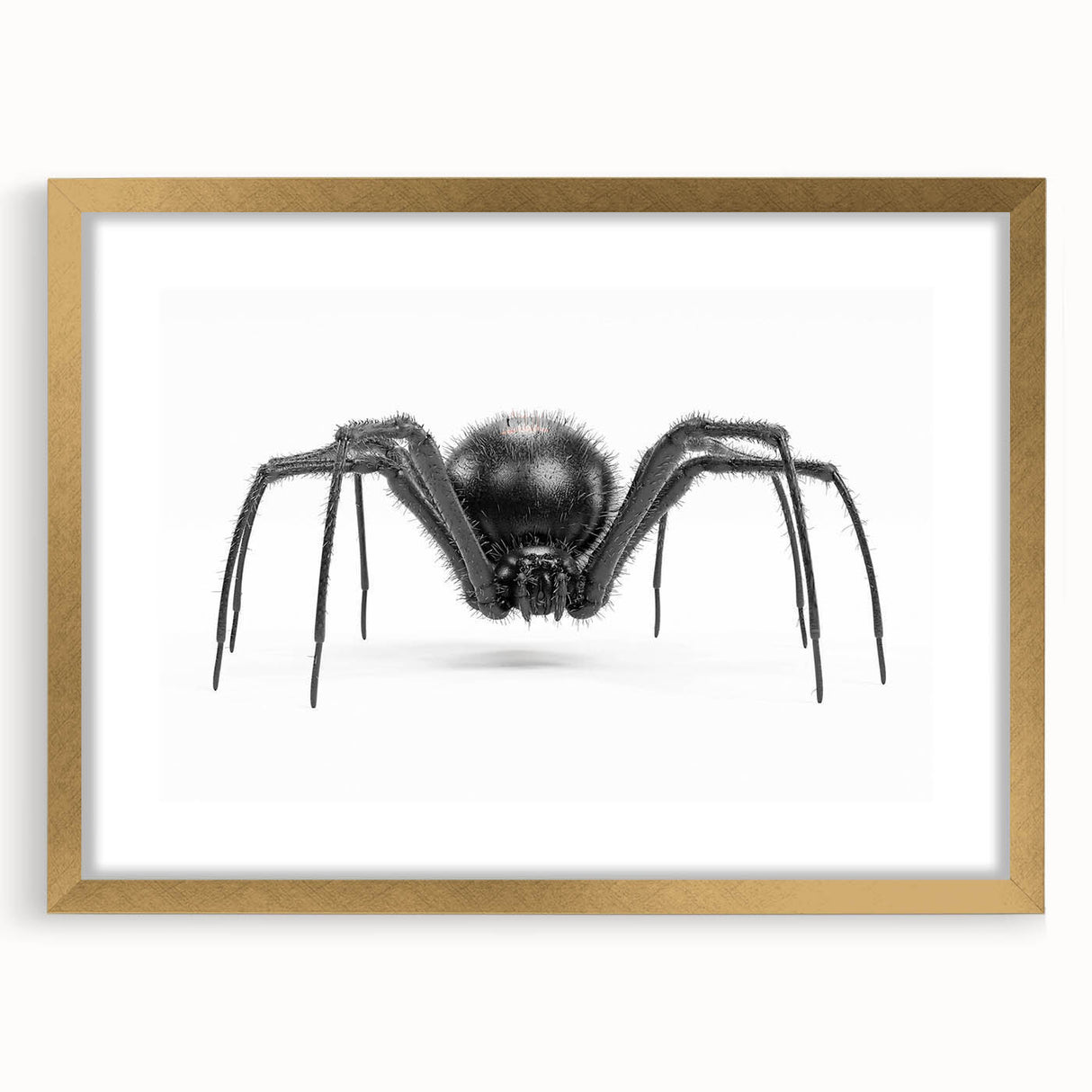 Framed wall art collection showcasing a detailed insect and arachnid spider design, featuring a gold frame and mat, perfect for nature enthusiasts and decor lovers.